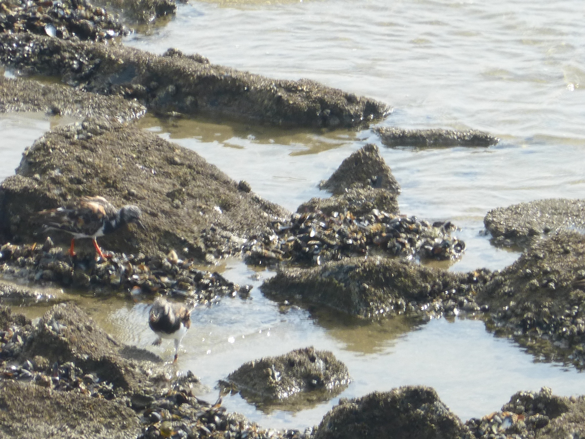 ook een scholekster?